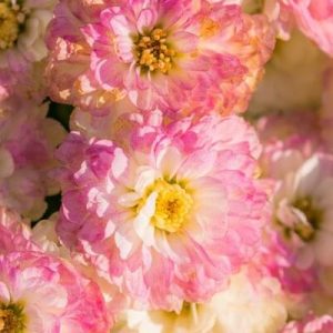 Wild Roses - Image