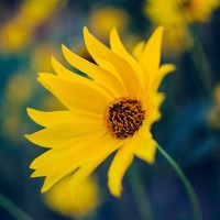 Wildflower Daisy - Image