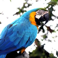 Wildlife Bird - Image