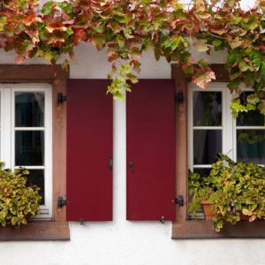 Window Shutters & Vines - Image