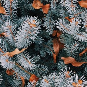 Winter Colors - Image