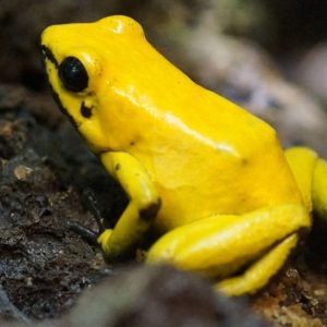 Yellow Frog - Image