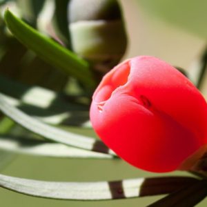 Yew Flower - Image