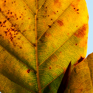 Signs of Fall - Image